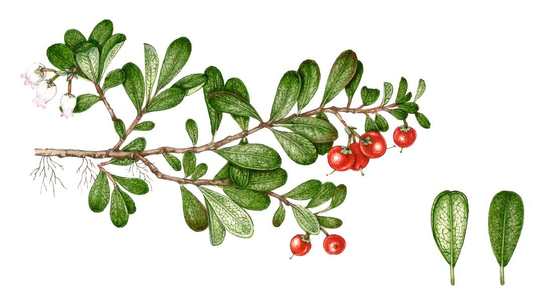 Bearberry (Arctostaphylos uva-ursi),illustration