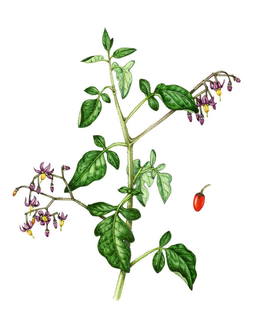 Bittersweet (Solanum dulcamara),illustration