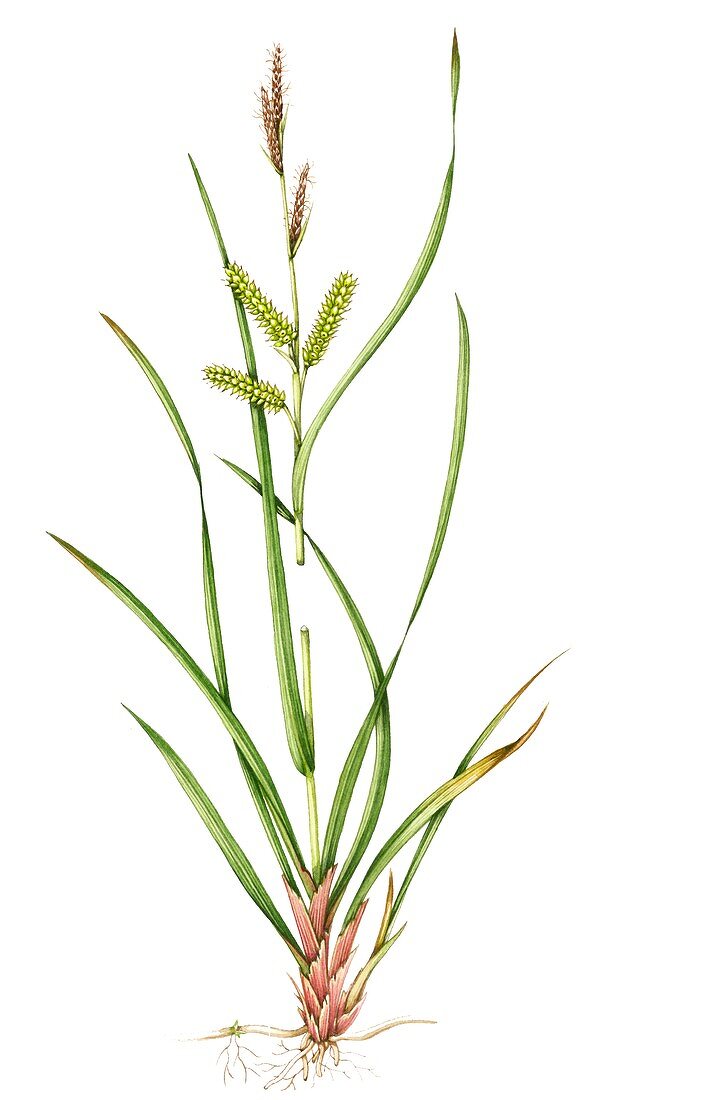 Bottle sedge (Carex rostrata),illustration