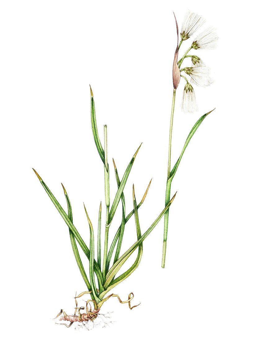 Cottongrass (Eriophorum latifolium),illustration