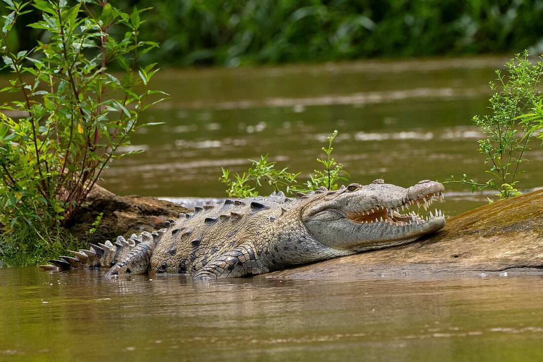 American crocodiles