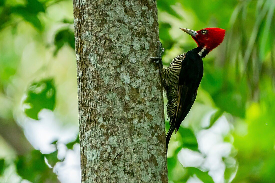 Pale-billed woodpecker