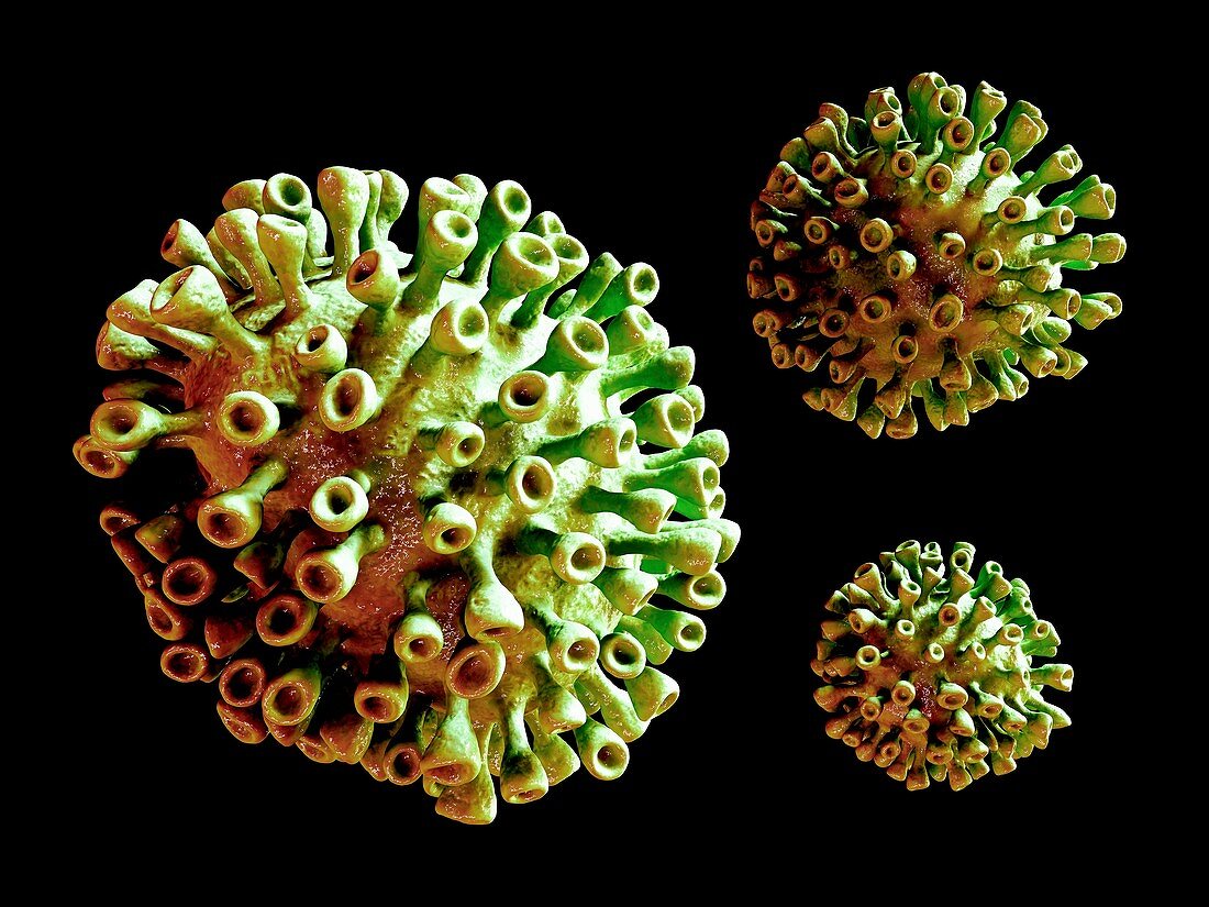 Coronavirus particles,illustration