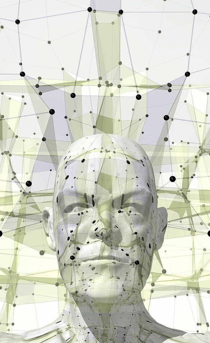 Human head and facial mapping,illustration