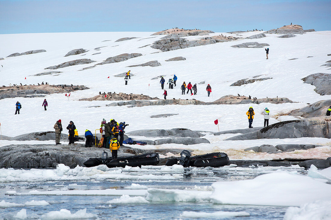 Tourists and penguins