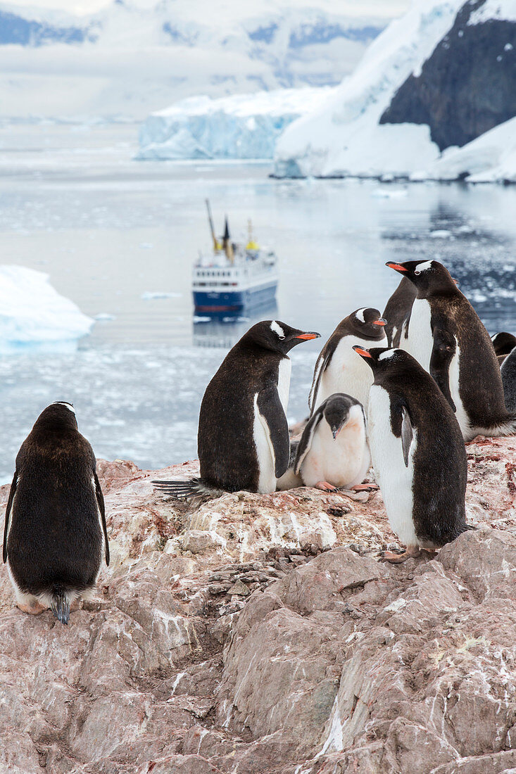 Gentoo penguins and cruise ship