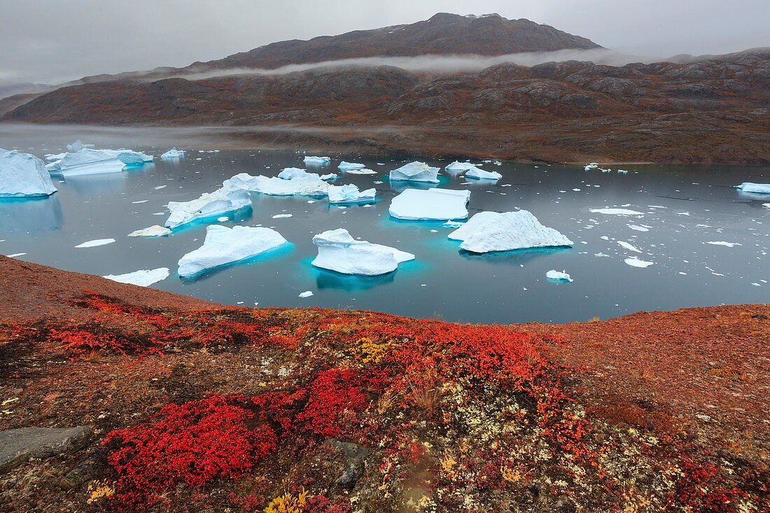 Icebergs stranded at Rodeo (Red Island)