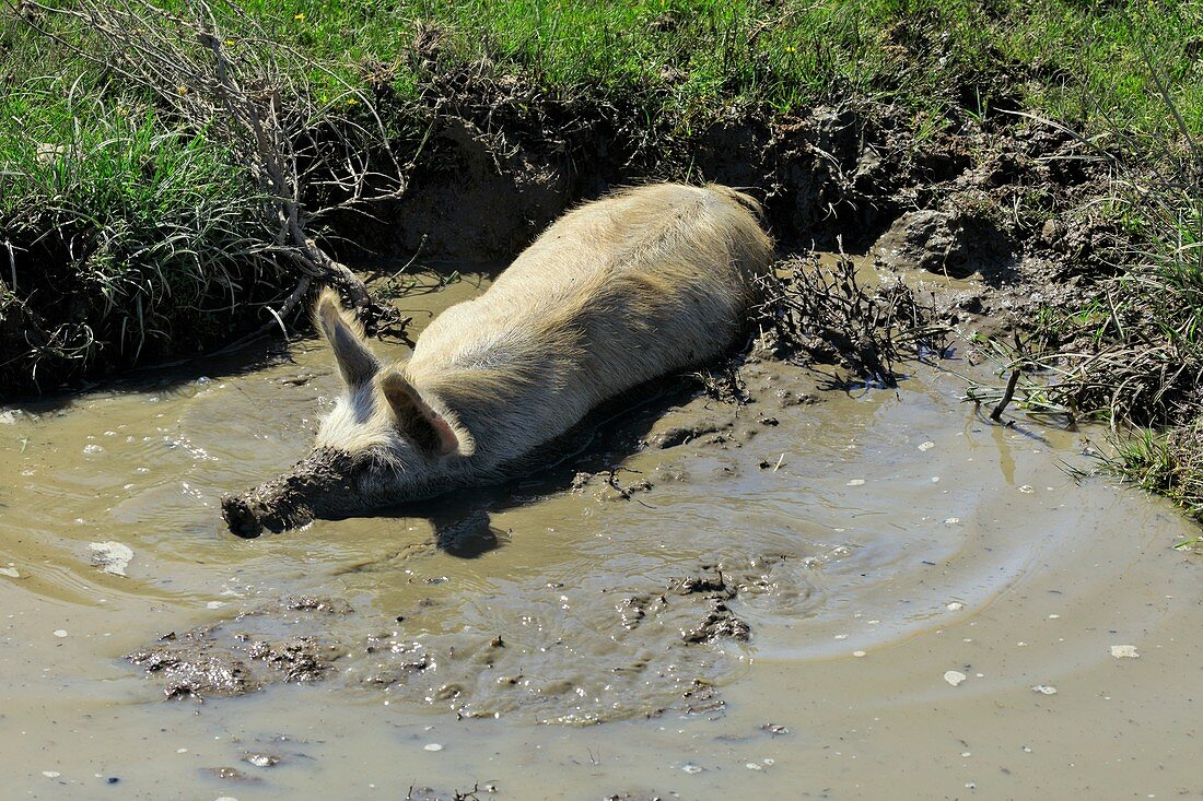 Pig enjoying a mudbath in Sardinia,Italy