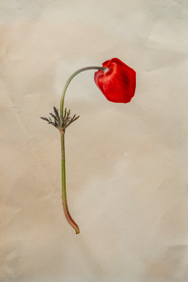 Crown anemone (Anemone coronaria) flower,illustration