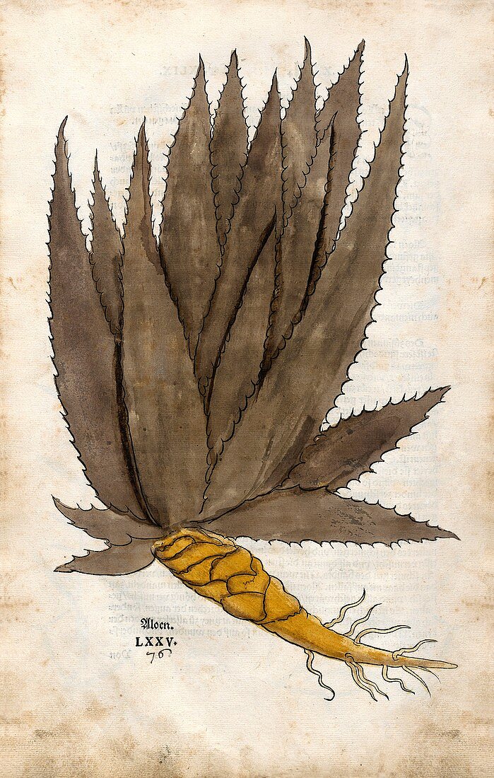 Aloe,16th century