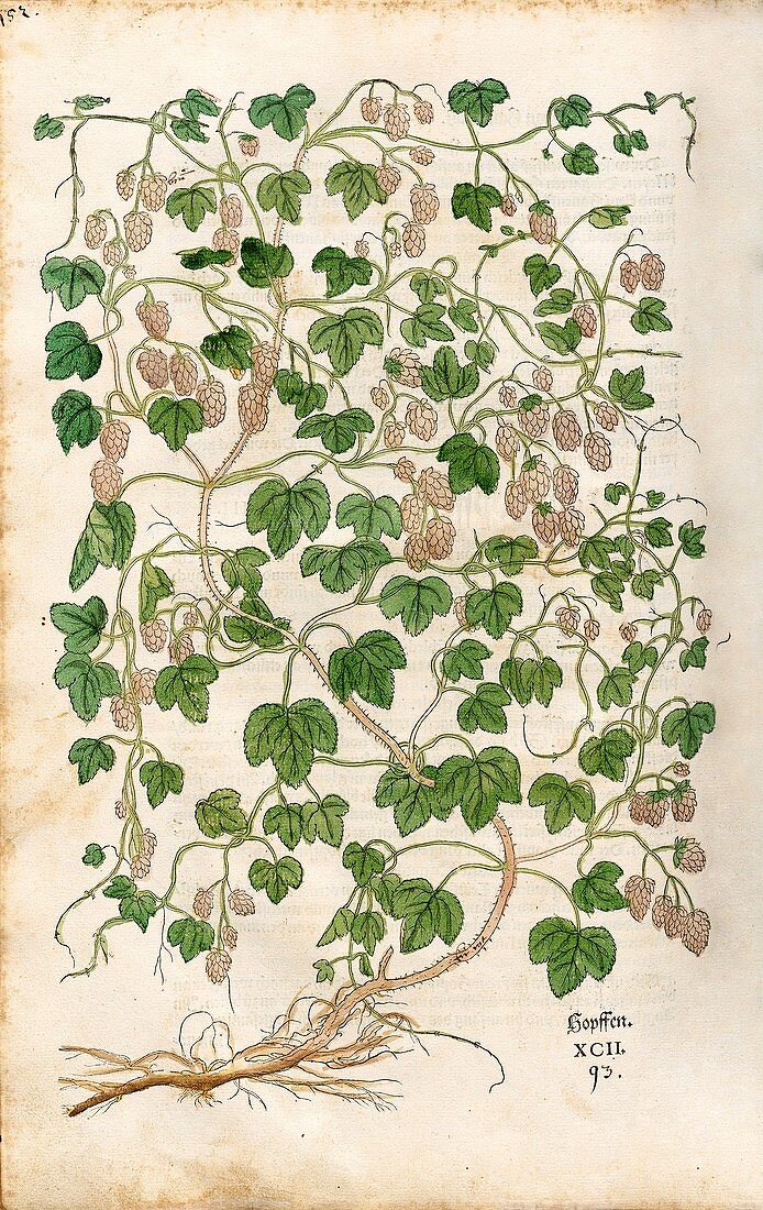 Wild hop,16th century
