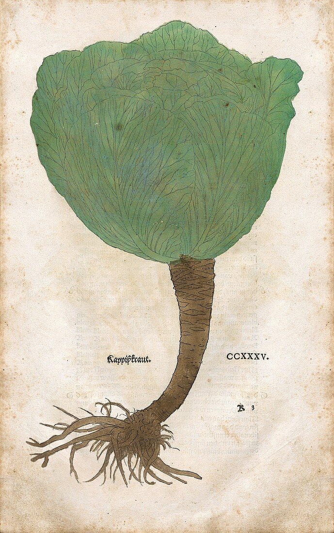 Cabbage,16th century