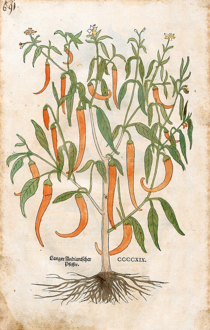 Chilli pepper plant,16th century