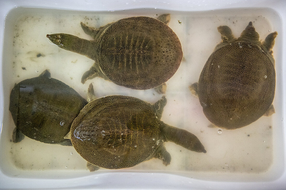 Turtles for sale at seafood market in China