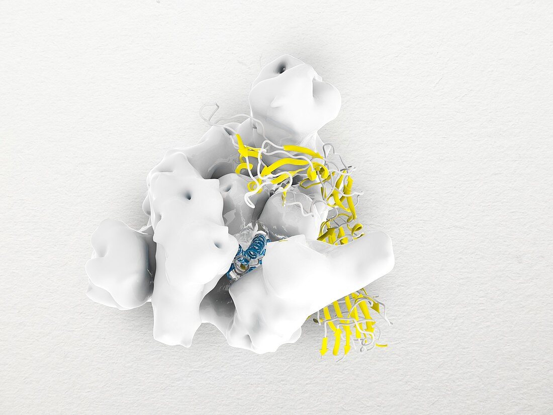 Coronavirus spike protein,illustration
