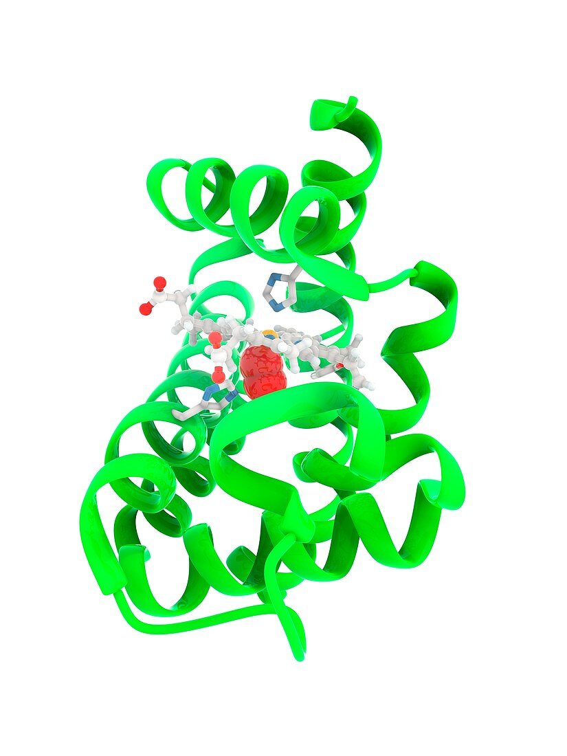 Leghaemoglobin oxygen carrying molecule, illustration