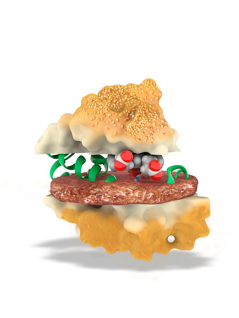 Meatless burger, conceptual illustration
