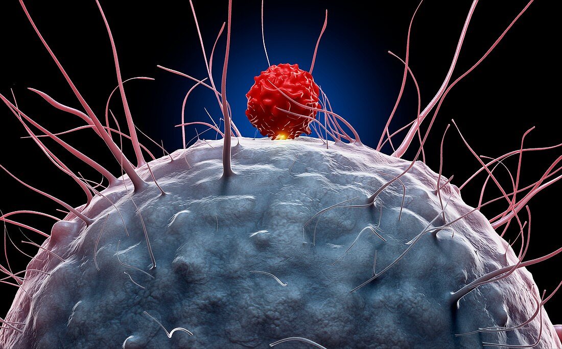 Dendritic cell and T cell,illustration
