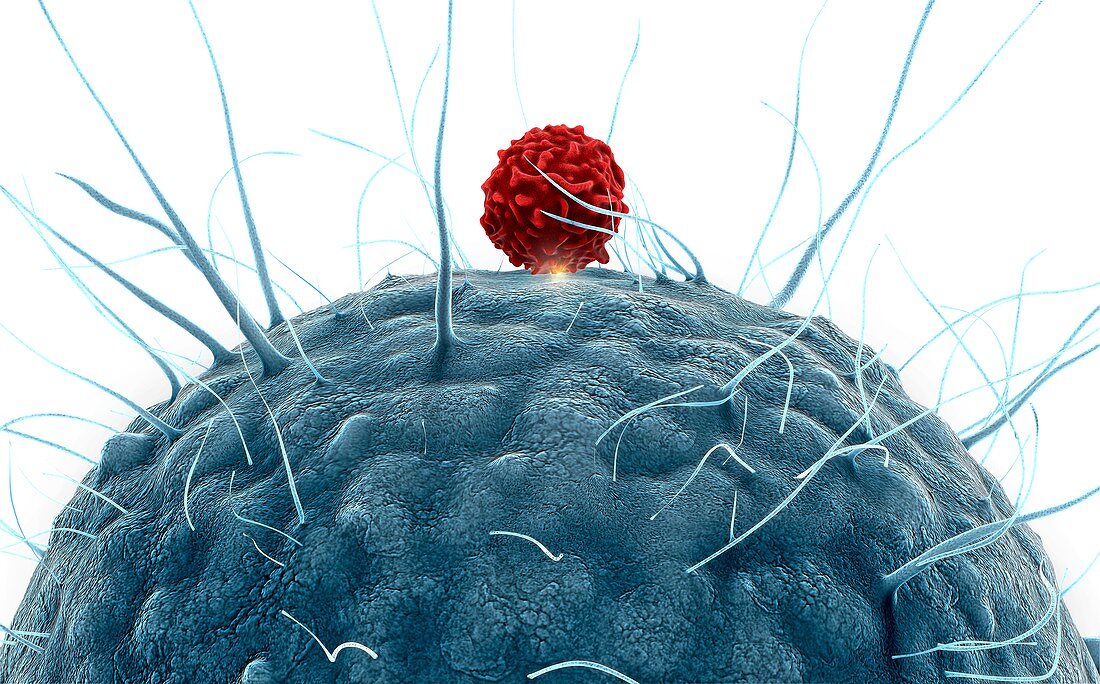 Dendritic cell and T cell,illustration
