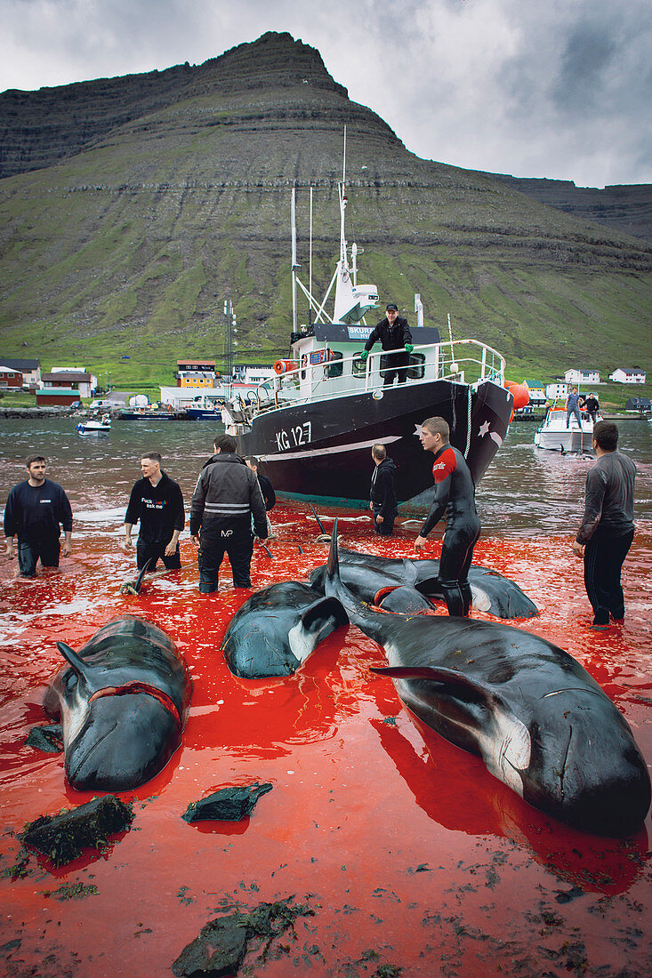 Whaling, Faroe Islands