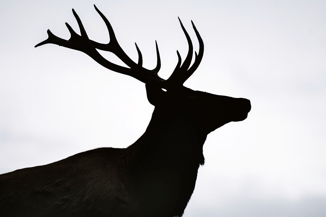Silhouette of a young elk bull