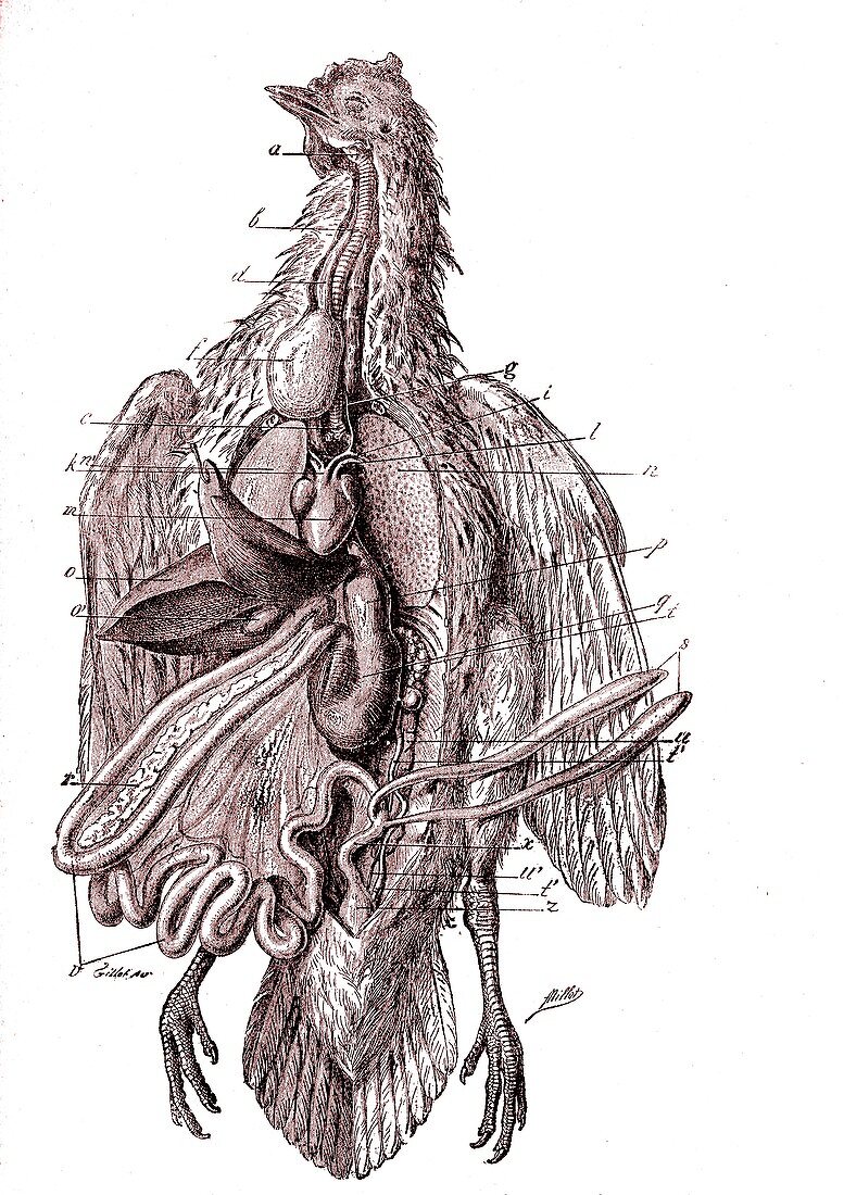 Chicken anatomy,19th Century illustration