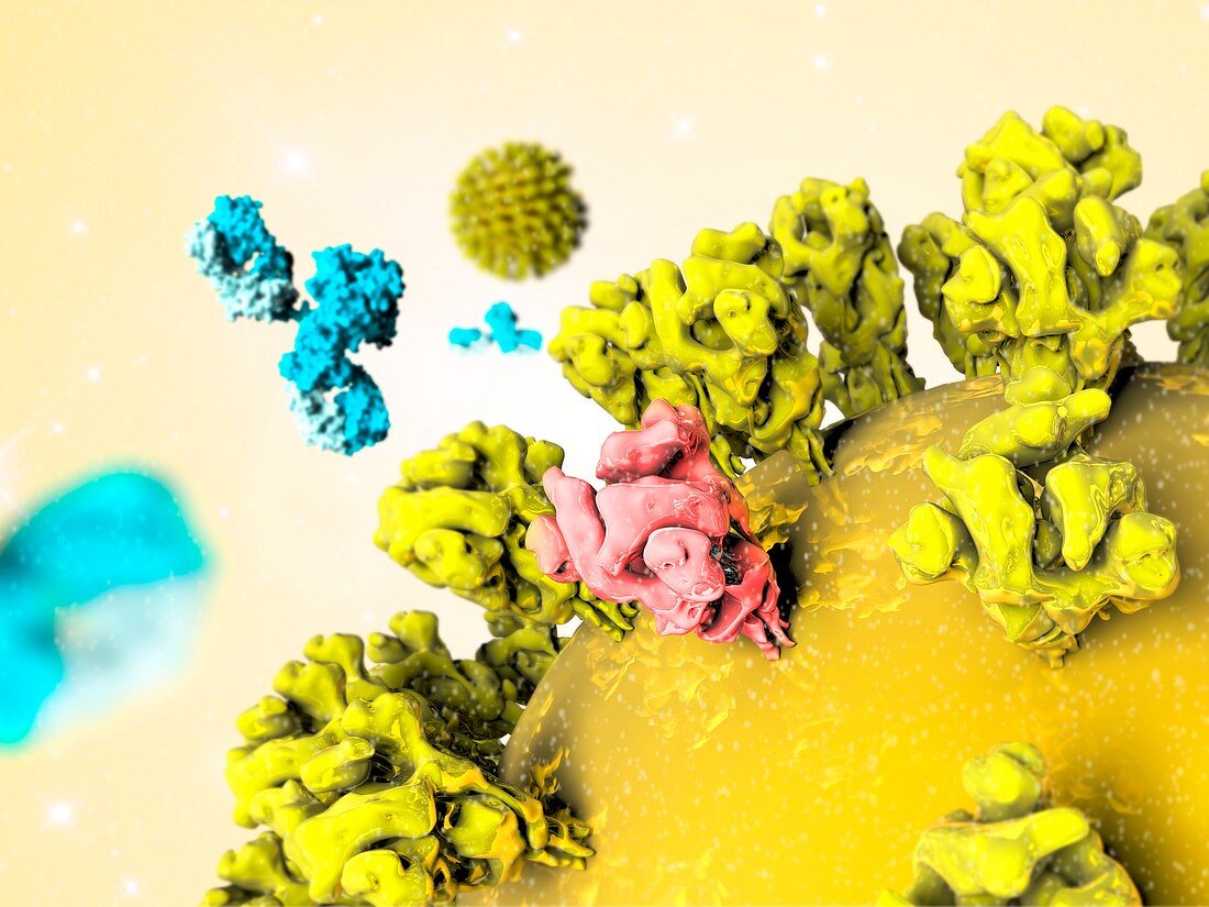 Antibodies responding to SARS virus particle,illustration