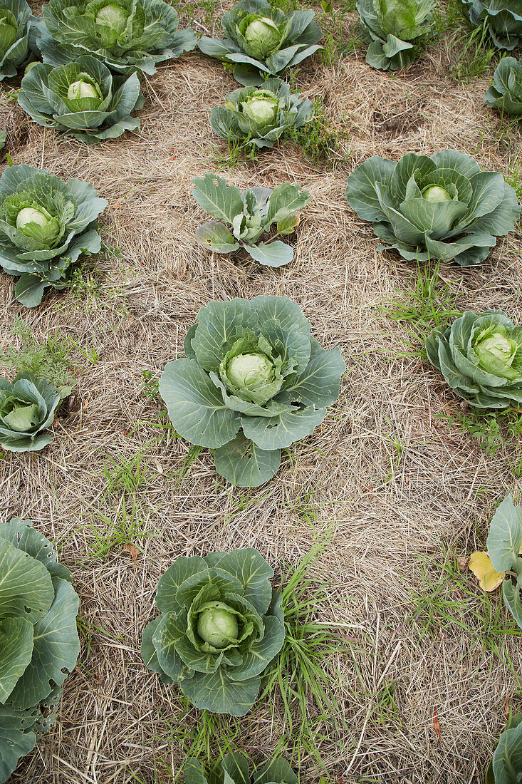 Bed of cabbages mulched with straw