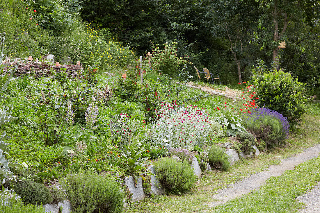 Naturnahes Staudenbeet im sommerlichen Garten