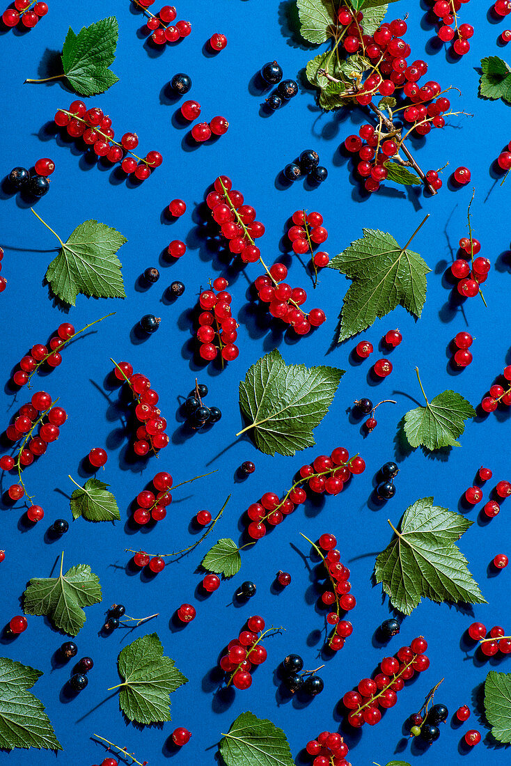 Rote und schwarze Johannisbeeren mit Blättern