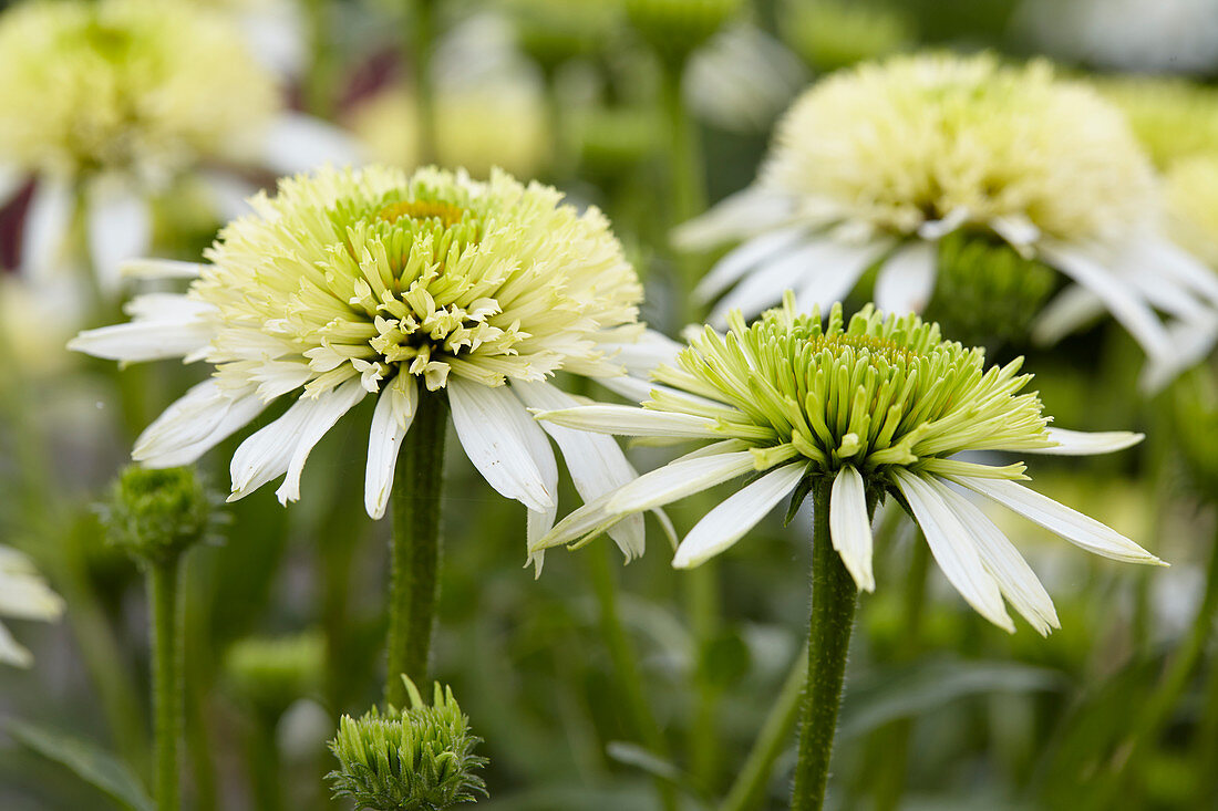 Echinacea Meringue