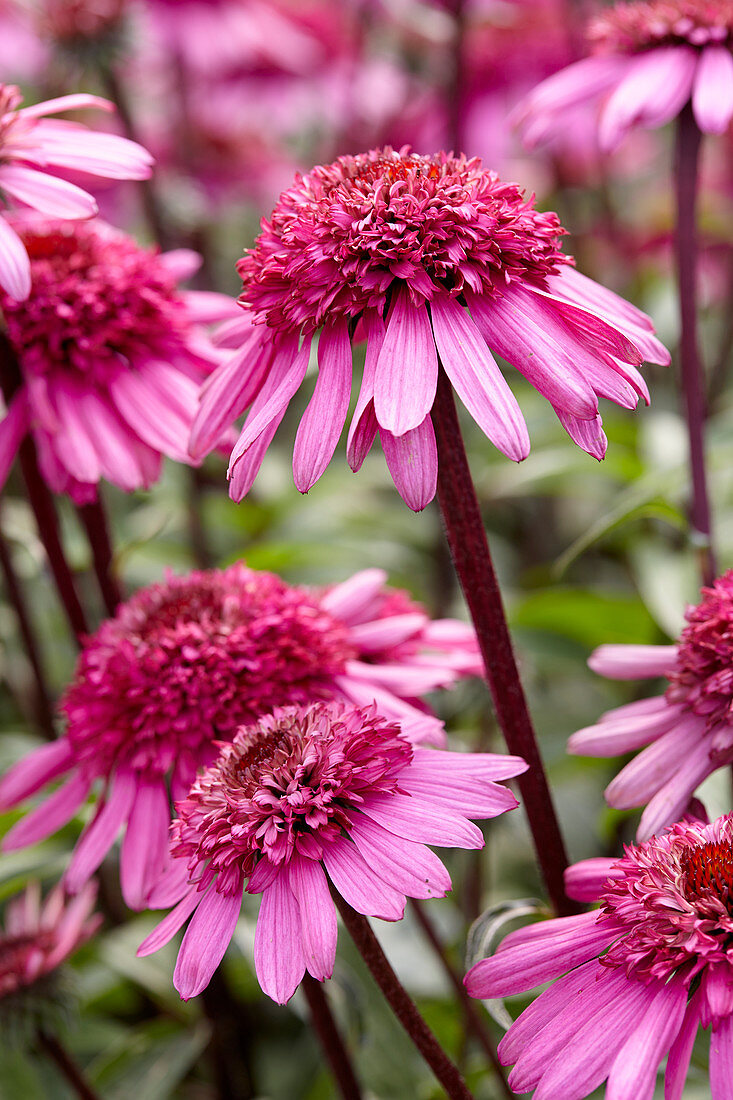 Echinacea