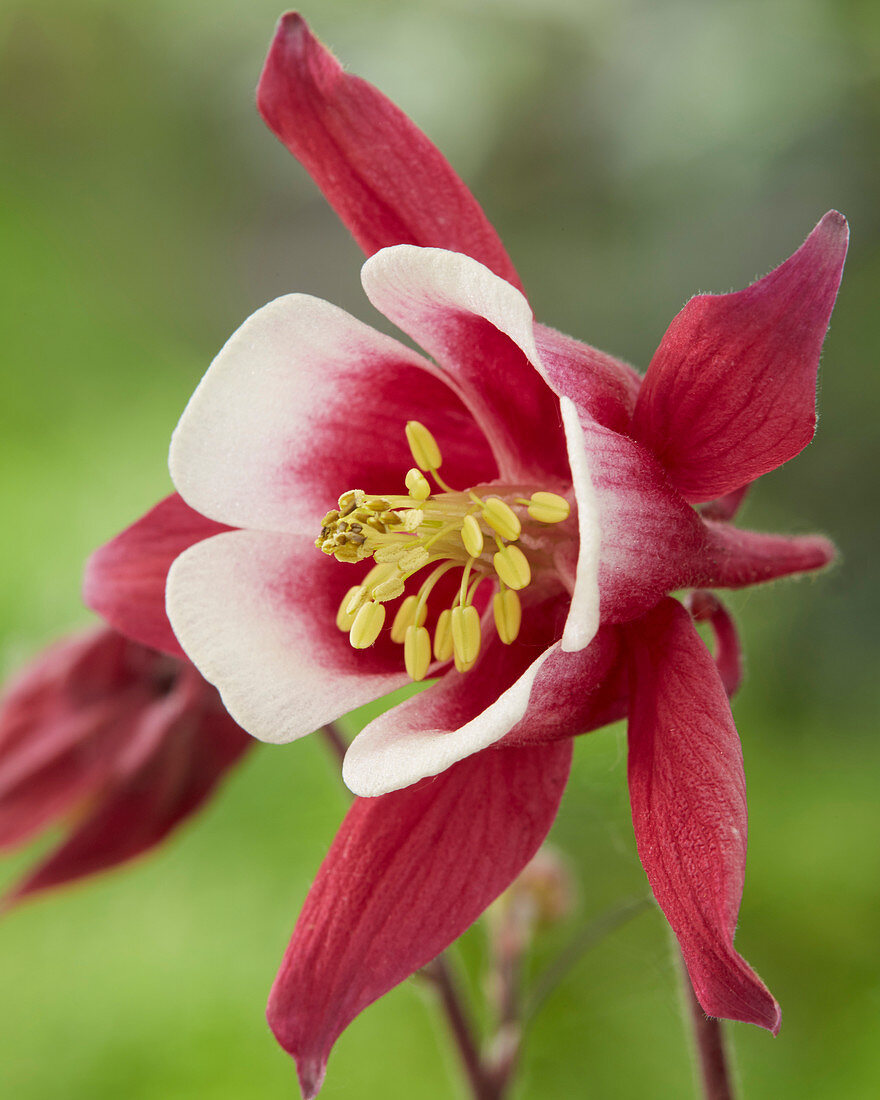 Aquilegia Biedermeier