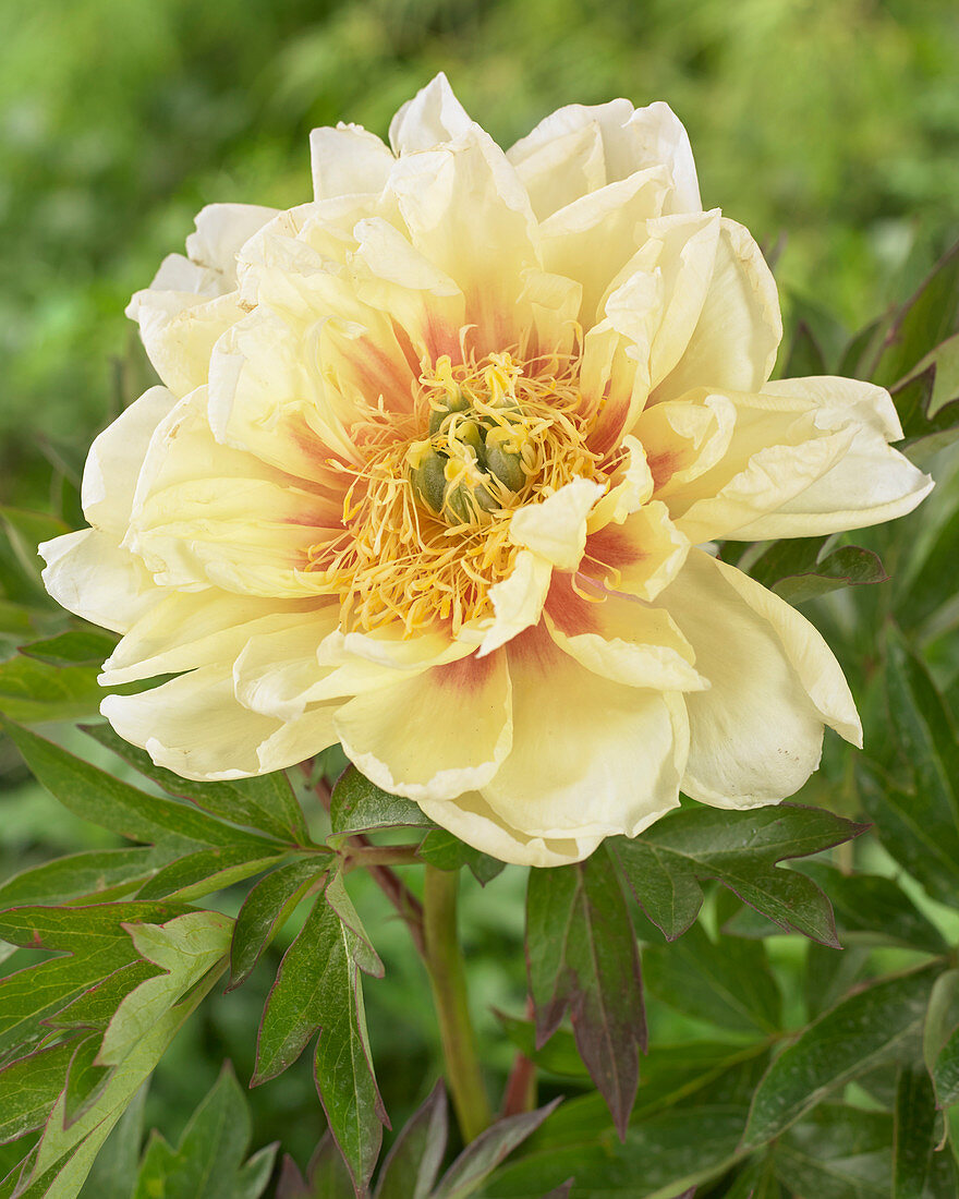 Paeonia Callies Memory