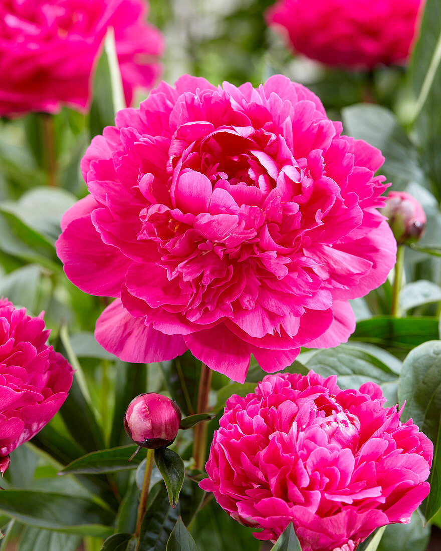 Paeonia Kansas