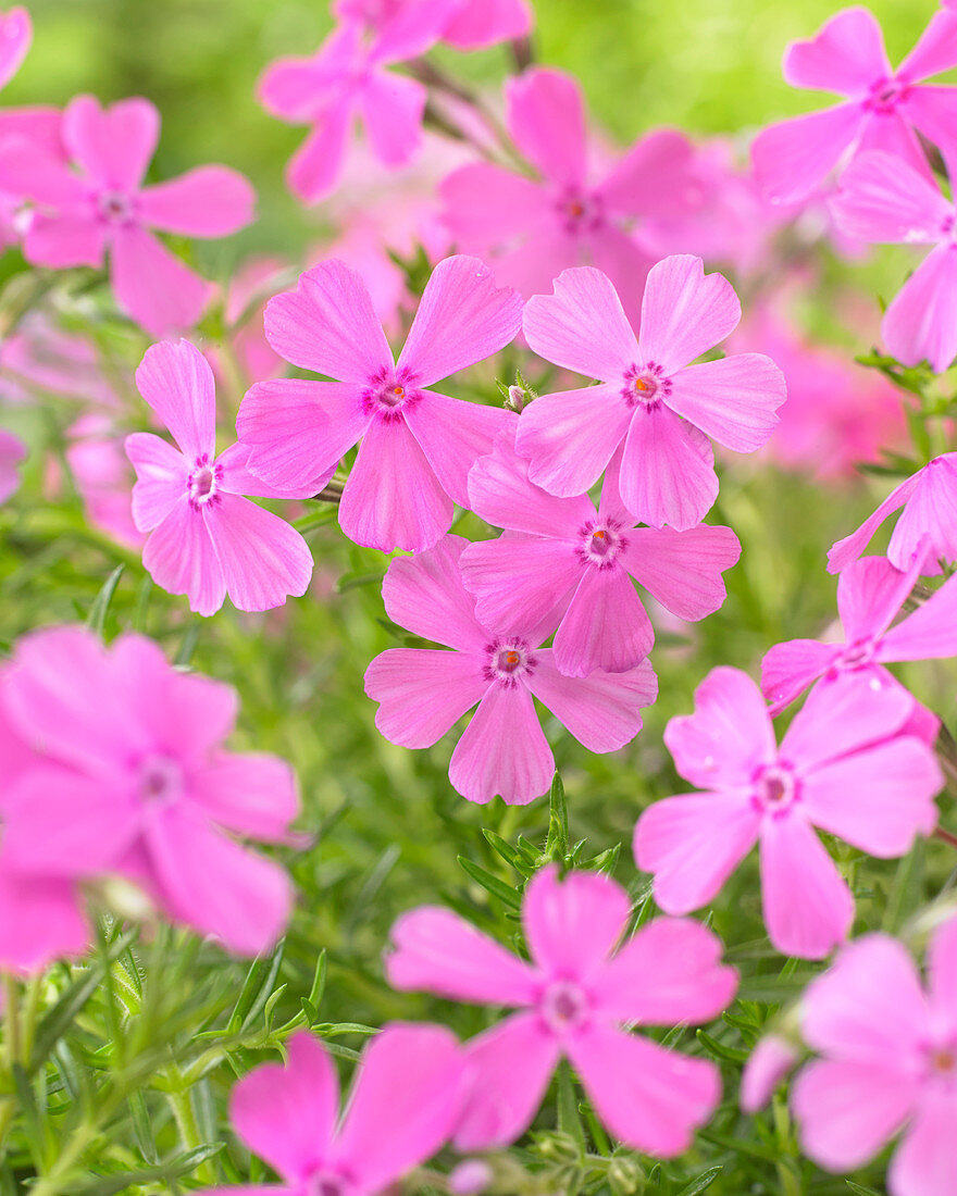 Phlox MacDaniel's Cushion