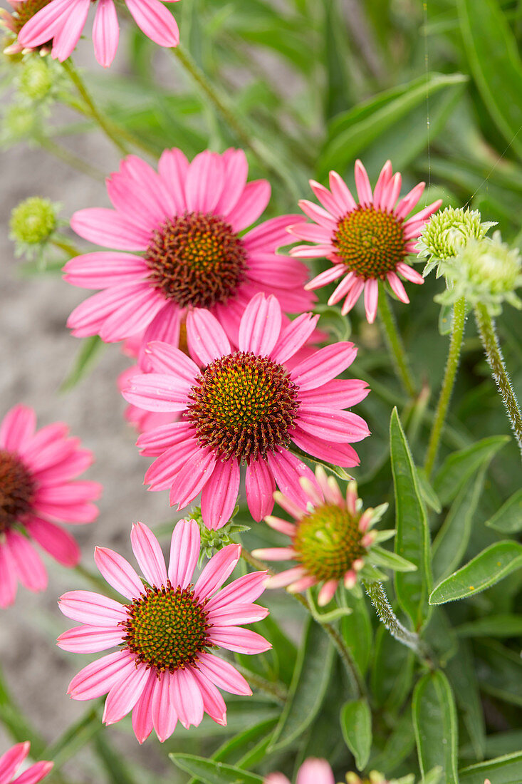 Echinacea Rozenrad