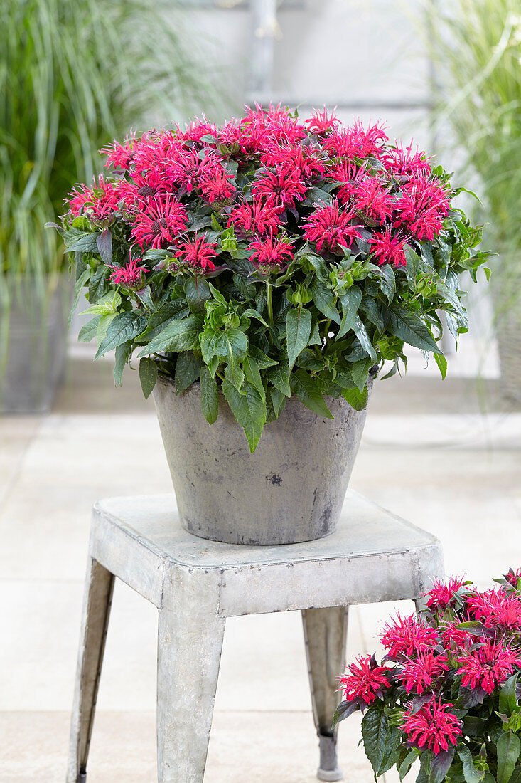 Monarda Balmy Rose