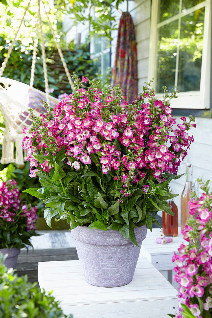 Penstemon Polaris Magenta