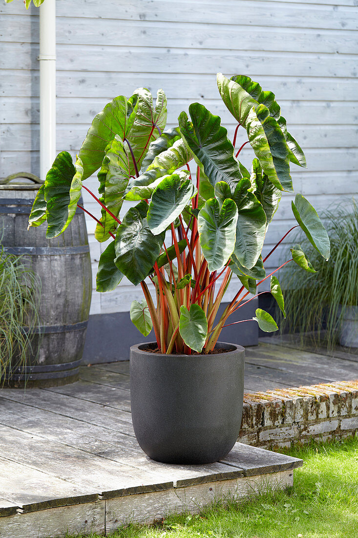 Colocasia esculenta Hawaiian Punch