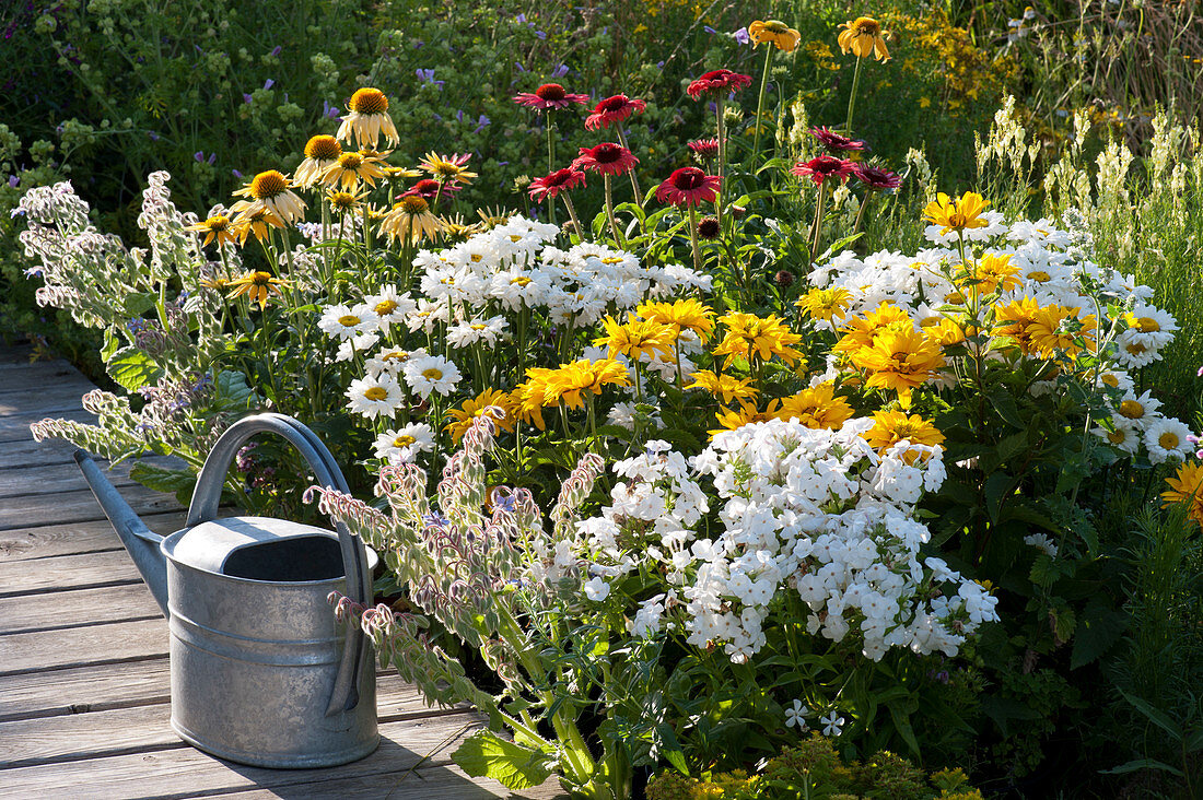 Terrace bed with phlox, sun bride, daisies, Coneflower and borage