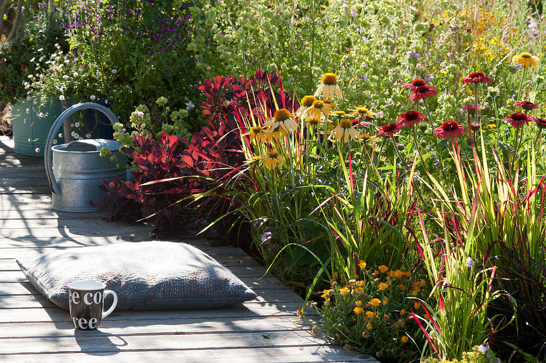 Terrassenbeet mit Sonnenhut, Ringelblume, Perückenstrauch und japanischem Rotgras