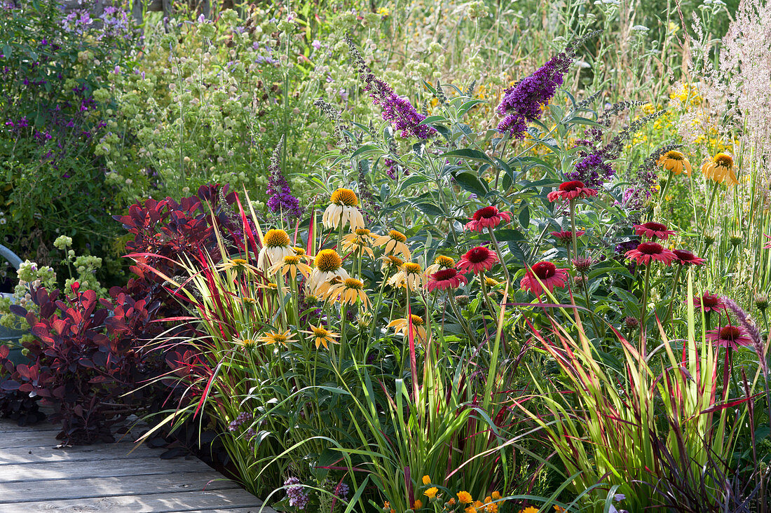 Bed with summer lilac, coneflower, wig and Japanese red grass