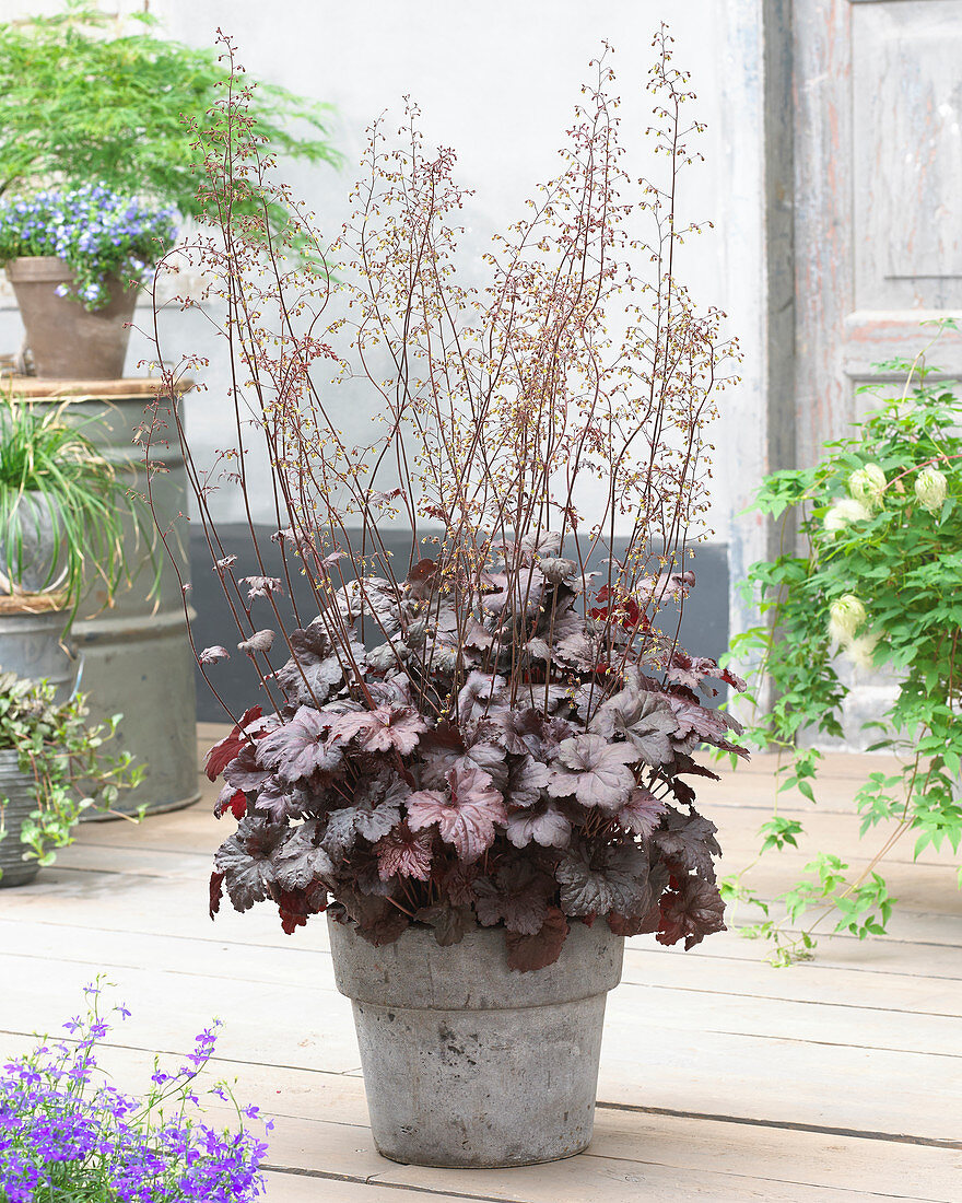 Heuchera Black Sea