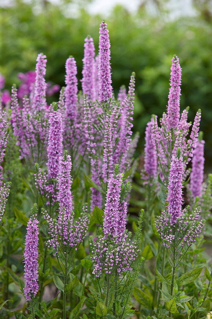 Veronica 'Abundance'