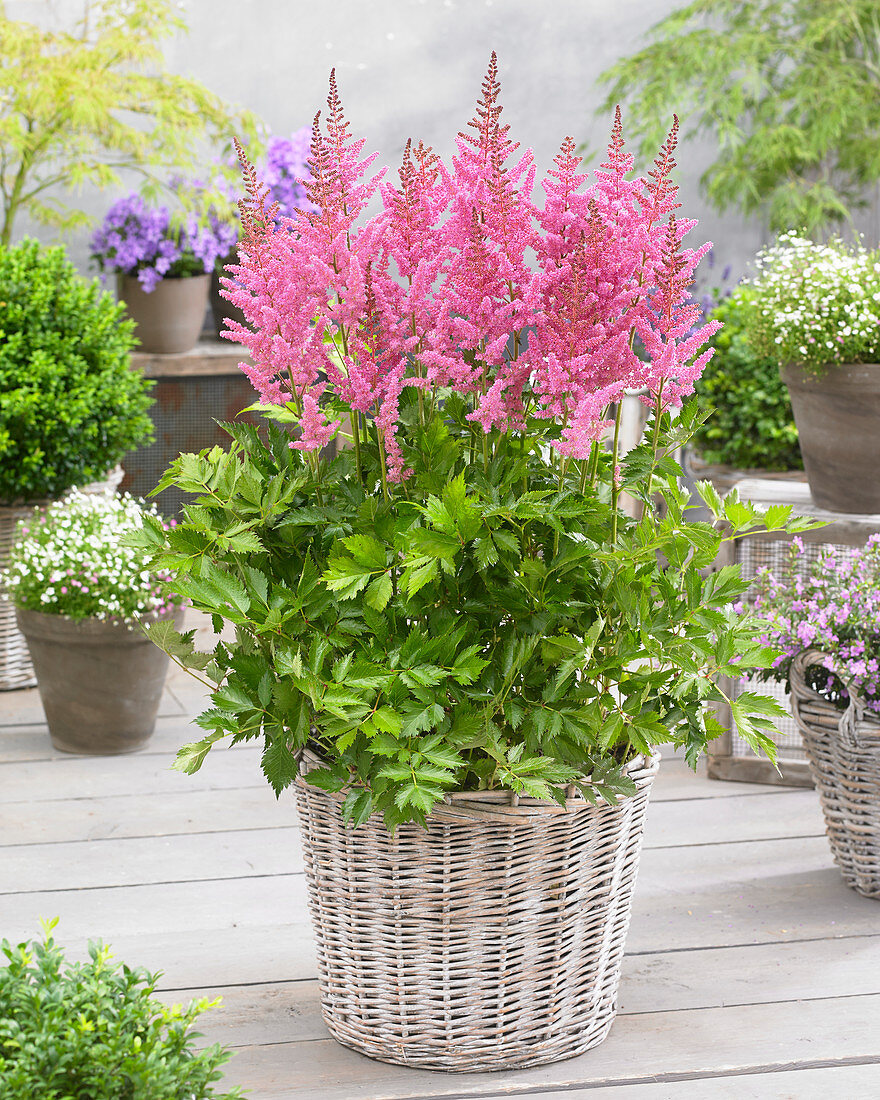 Astilbe chinensis Visions in Pink ®