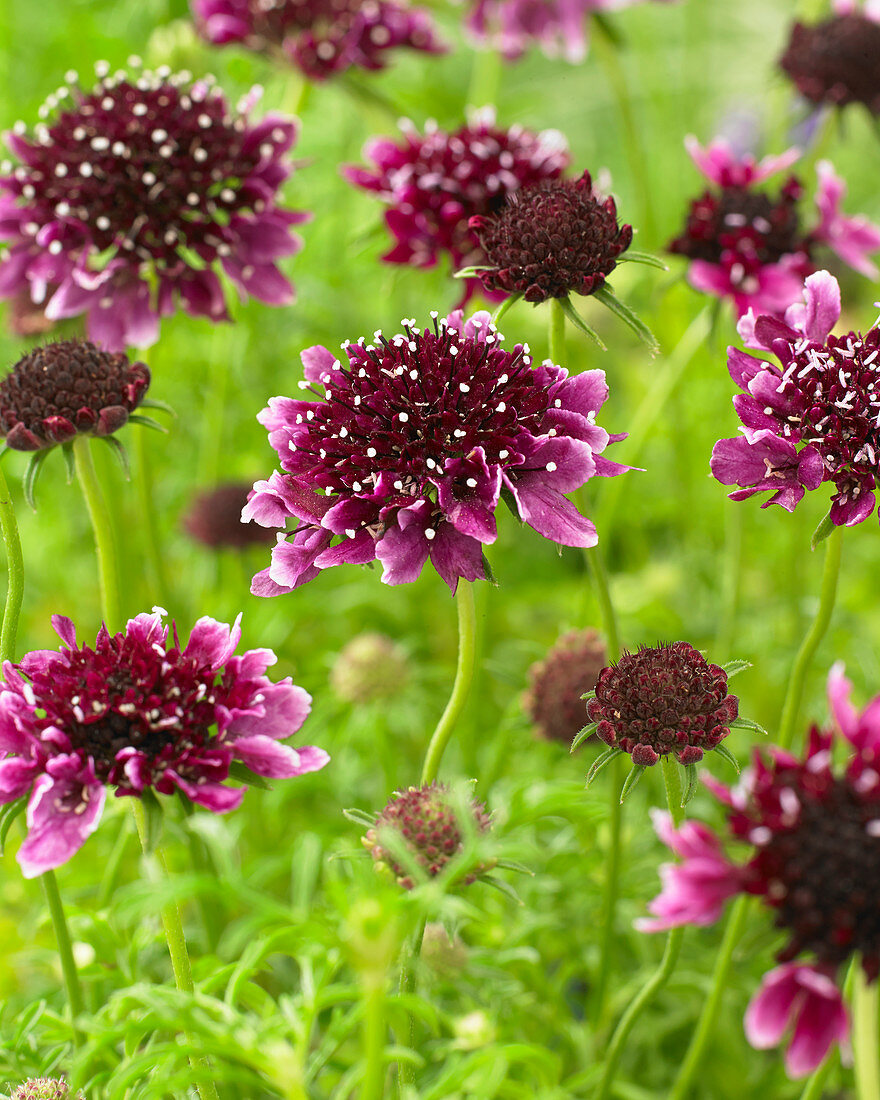 Scabiosa columbaria 'Barocca'