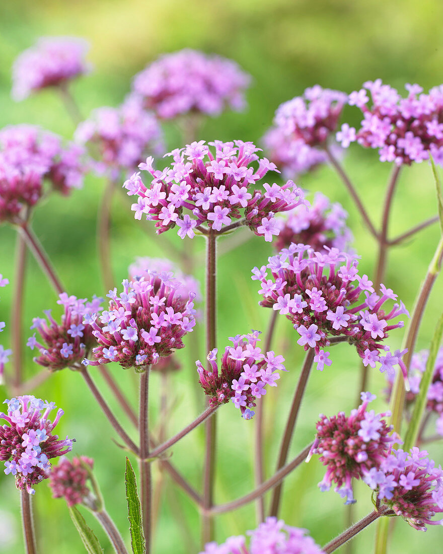 Verbena bonariensis