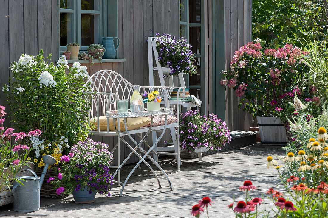 Summer terrace with flame flower, petunias, magic bells, elf mirror, Coneflower and panicle hydrangea 'Diamond Rouge'