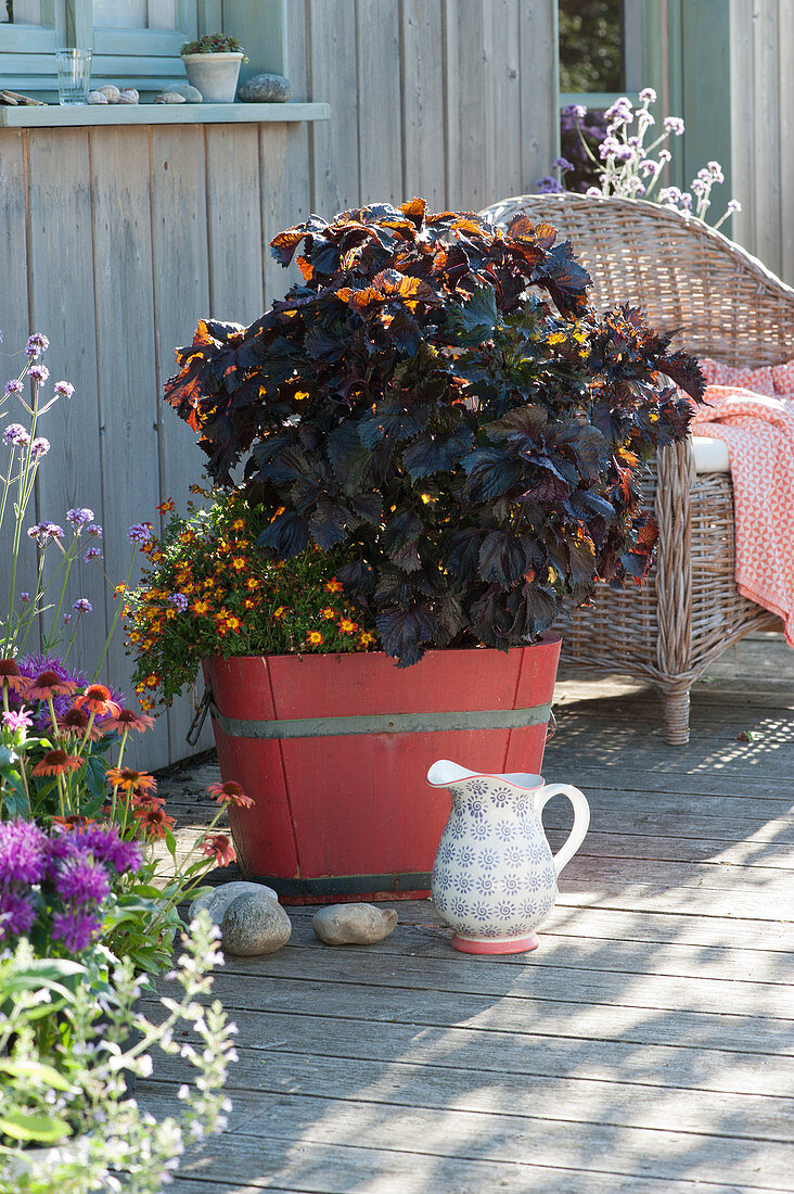 Wooden bucket with red-leaved perilla and two-tooth 'Painted Red'